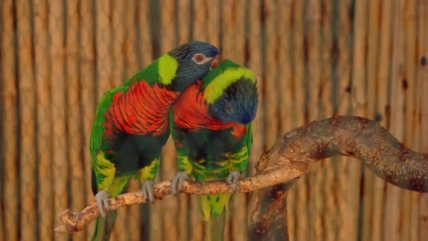 Coppia di bellissimi pappagalli colorati seduti insieme su un ramo d'albero. Animali selvatici esotici allo zoo. - Filmati, video