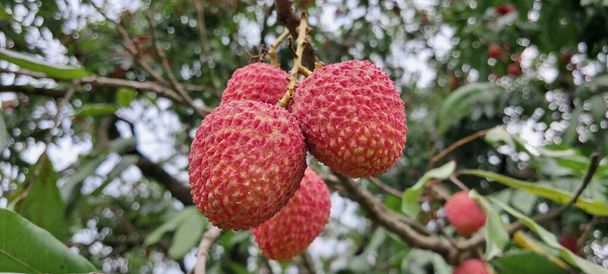 Litchi or Lychee is a soapberry family sole member in the genus Litchi fruit tree. It is a tropical tree and its native place is Guangdong,Yunnan and Fujian provinces of Southwest and southeast China. - Photo, Image