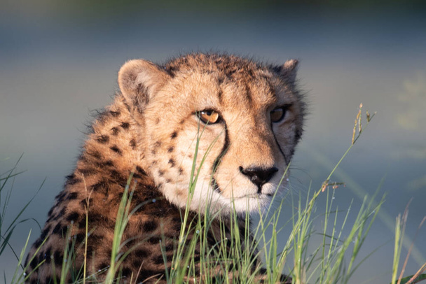 African cheetah, Masai Mara National Park, Kenya, Africa. Cat in nature habitat. Greeting of cats - Фото, изображение
