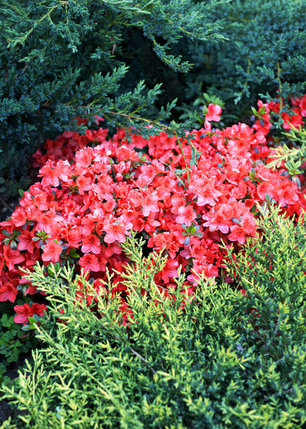 Kwitnące czerwone azalie w wiecznie zielonych krzakach jałowca. Kompozycja ogrodu kwitnącego wiosną. - Zdjęcie, obraz