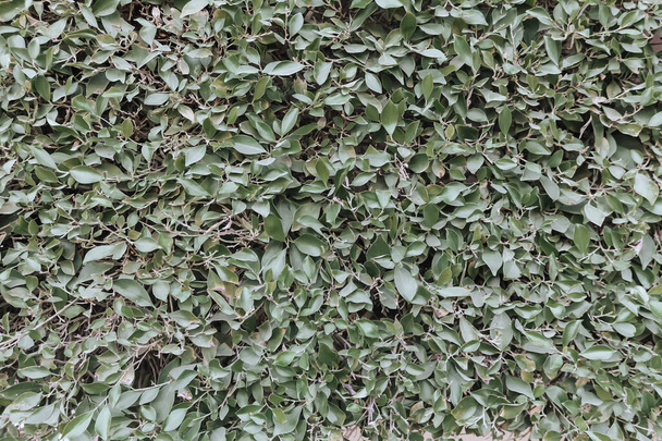 Natural green pattern. Dark green leaves texture, summer background. Greenery on a dark background. Garden plants, landscaping. - Фото, изображение