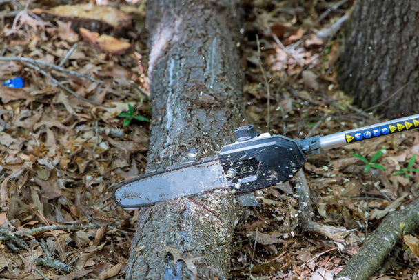 Лесоруб рубит деревья бензопилой в лесопарке - Фото, изображение
