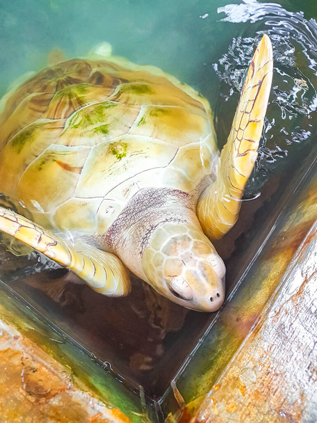 White albino sea turtle hawksbill sea turtle loggerhead sea turtle swims in pool in Turtle breeding station conservation Center in Bentota Sri Lanka. - Foto, immagini