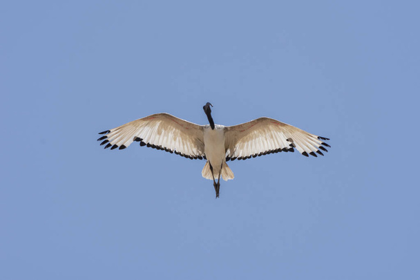 Święty Ibis (Threskiornis aethiopicus) w locie na błękitnym niebie. - Zdjęcie, obraz