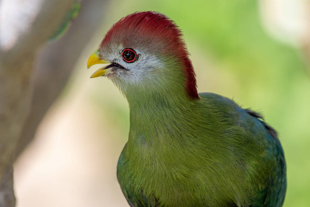 A red-crested turaco (Tauraco erythrolophus) is a turaco, a group of African Otidimorphae birds in Angola in Africa - Photo, Image