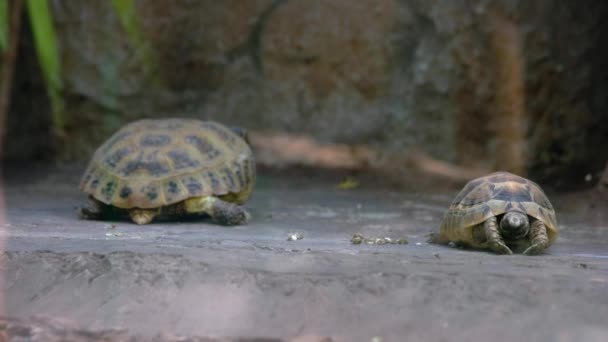 Animales de tortuga pequeños y grandes en el zoológico. Animales exóticos de cerca. Concepto de vida silvestre. - Metraje, vídeo