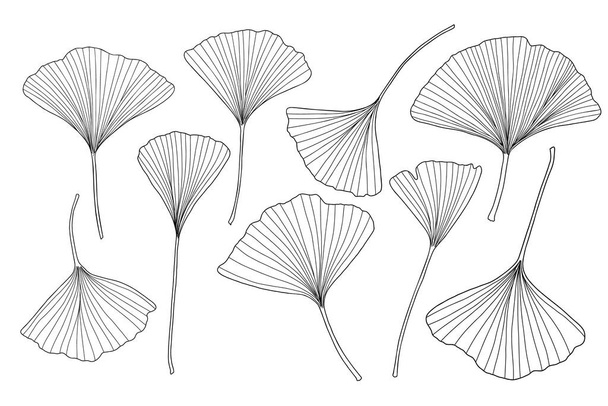 Fresh ginkgo leaves set black and white outline hand drawn vector illustration, floral medicinal organic detailed plant, Japanese cultural symbol, eco-friendly environment concept - Вектор, зображення