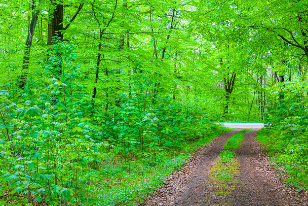 Natural beautiful panorama view with pathway and green plants trees in the forest of Drangstedt in Geestland Cuxhaven Lower Saxony Germany. - Photo, image