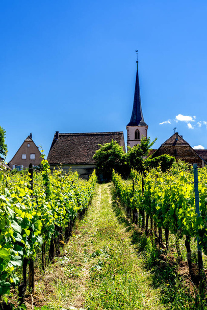 Миттельбергхайм, Франция - 30 мая 2022 года: вид на виноградники и виноградники Рислинга с протестантской церковью Миттельбергхайма на заднем плане - Фото, изображение