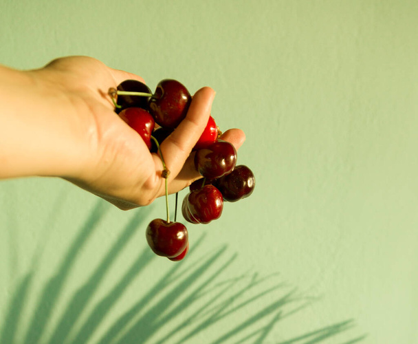 A handful of red ripe sweet cherries in womans had against blurred blue green turquise wall with palm leaf shadows, selective focuse. Summer minimalist food, leisure, tropical concept. - Photo, Image