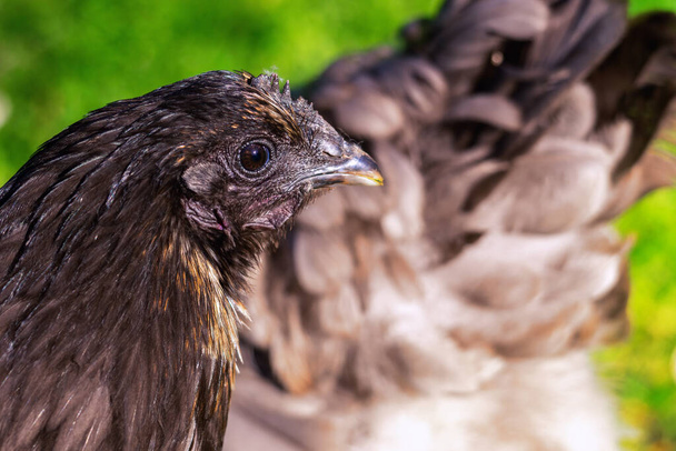Bruine kip, rechter kant close-up zijfoto in de tuin - Foto, afbeelding