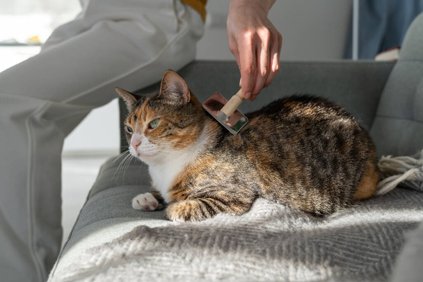 Closeup of woman combing fur cat with brush, sitting on sofa. Female taking care of pet removing hair at home. Cat grooming, combing wool, hygiene concept.  - 写真・画像