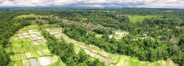 Luftpanorama in tropischer Landschaft mit getrockneten gelben Reisterrassen nach der Herbsternte, vielen Palmen - Winterzeit, Bali-Winterregen, Reisfelder zwischen den Jahreszeiten - Foto, Bild