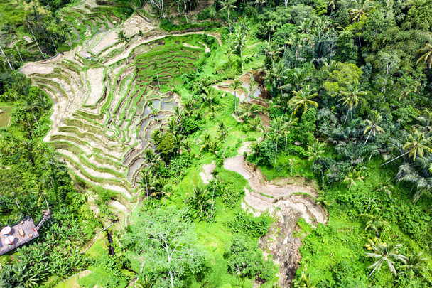 Vista aérea de cima para baixo no vale tropical com arroz amarelo seco pisou terraços após a colheita do outono, um monte de palmeiras, Bali - Foto, Imagem