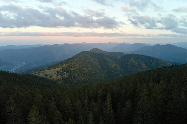 Вид с воздуха на склон холма с тёмными еловыми лесами осенью яркий день. Красивые пейзажи диких горных лесов. - Фото, изображение