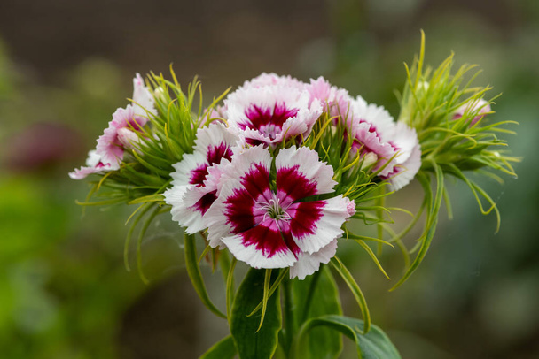 Close up of pink and white dianthus flowers in bloom - Photo, Image