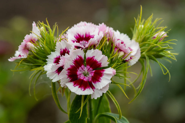 Lähikuva vaaleanpunainen ja valkoinen dianthus kukkia kukassa - Valokuva, kuva