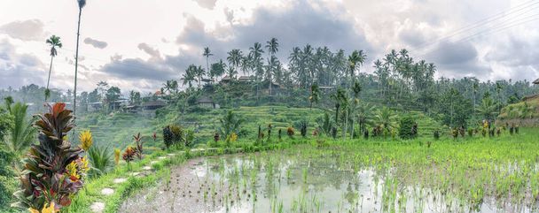 Wide panorama of close view at green rice growing on terraces in tropical valley, Bali - Photo, Image