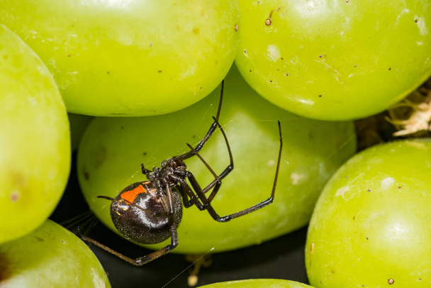 Fekete özvegy pók bujkál szőlő a szupermarketben. - Fotó, kép