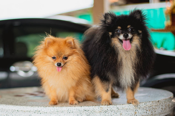 Küçük köpek, Pomeranian, siyah vücut, kahverengi, sevimli, akıllı hayvan - Fotoğraf, Görsel