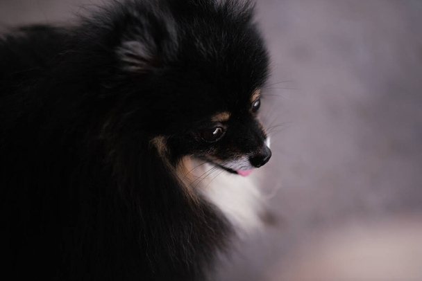 Küçük köpek, Pomeranian, siyah vücut, önde, yakın plan, sevimli, zeki - Fotoğraf, Görsel