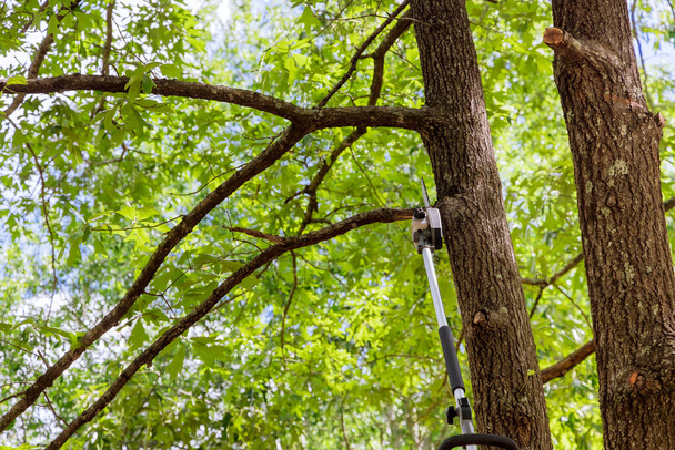 Человек обрезает ветви дерева бензопилой в лесу - Фото, изображение