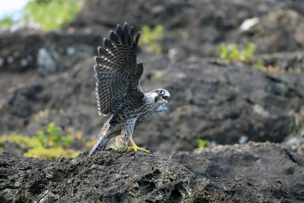 Falcon peregrino (Falco peregrinus) en Japón - Foto, imagen