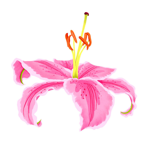 Lily akvarell kézzel rajzolt. illusztráció liliom virág tavaszi üdvözlő kártya, botanikai illusztráció. - Fotó, kép