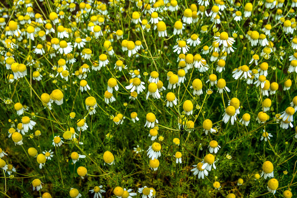 Uzavřeno z heřmánkového zahradního pole trochu nažloutlých bílých květů, běžně nazývaných německá heřmánková sedmikráska.. - Fotografie, Obrázek