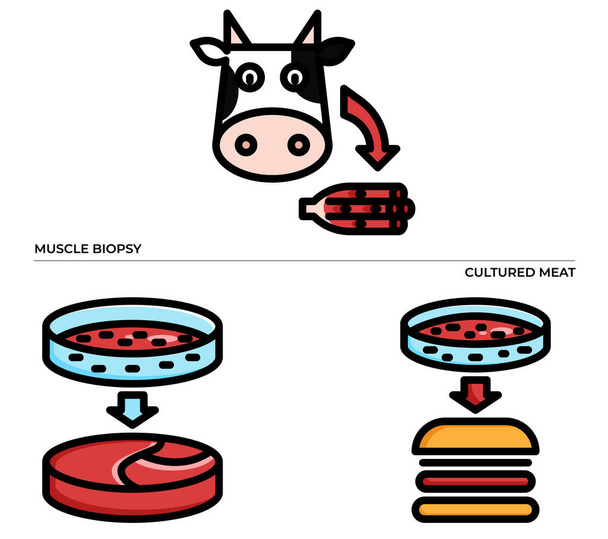 eläinten biopsia ja viljellyn lihan moderni käsite ui / ux kuvaketta verkkosivuilla, sovellus, esitys, esite, esite jne. - Vektori, kuva