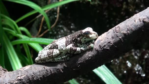 Амазонка молочная лягушка на ветке, Trachycephalus resinifictrix - Кадры, видео