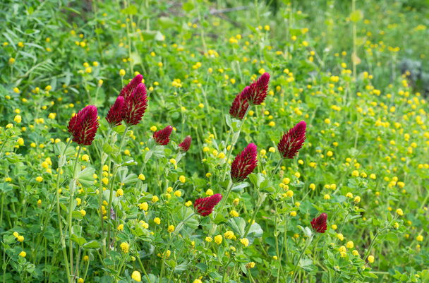 Kırmızı kırmızı yonca çiçekleri yaban çiçeği tarlasında sarıda zıplayan tırtıl folyolarla çevrili - Fotoğraf, Görsel
