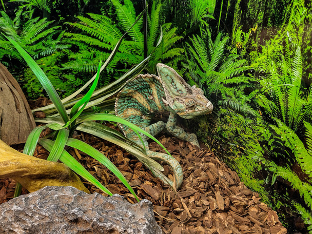 zelený chameleon - plaz, detailní pohled - Fotografie, Obrázek