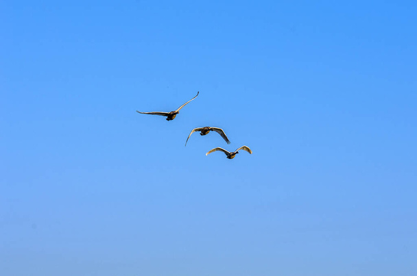 Стая лебедей в утреннем голубом небе. - Фото, изображение