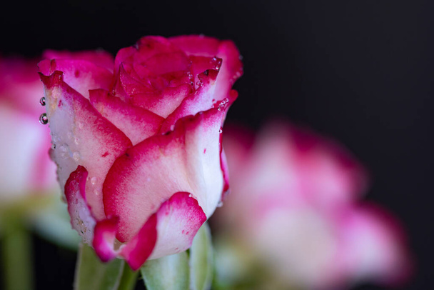 rosa la muy bonita flor colorida vista de cerca en el jardín - Foto, imagen
