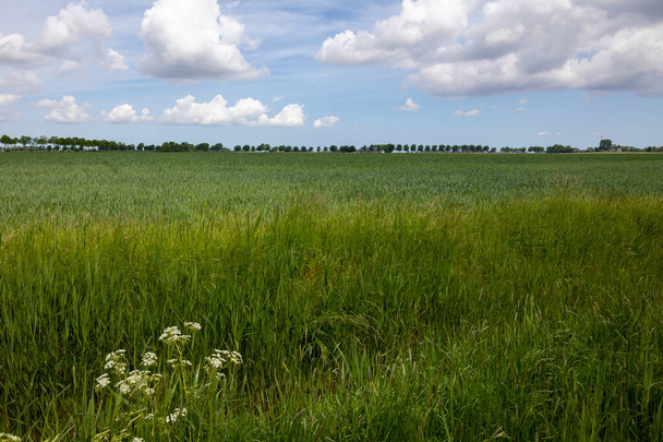 平らな農業風景とパノラマの景色を持つVierhuizenの村の近くにフローニンゲン州の典型的なオランダの風景 - 写真・画像