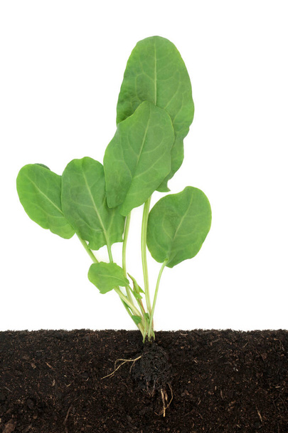 Spinach plant with leaves growing in soil, cross section view with root. Organic health food very high in antioxidants, vitamins and minerals for immune system boost on white background.   - Photo, Image