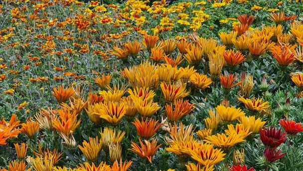 Genova, Itay - 03 maggio 2022: Euroflora è una mostra del fiore e la pianta ornamentale è una delle principali mostre floreali che si svolgono nei parchi Nervi di Genova. - Foto, immagini