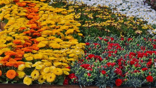 Genova, Itay - 03 maggio 2022: Euroflora è una mostra del fiore e la pianta ornamentale è una delle principali mostre floreali che si svolgono nei parchi Nervi di Genova. - Foto, immagini
