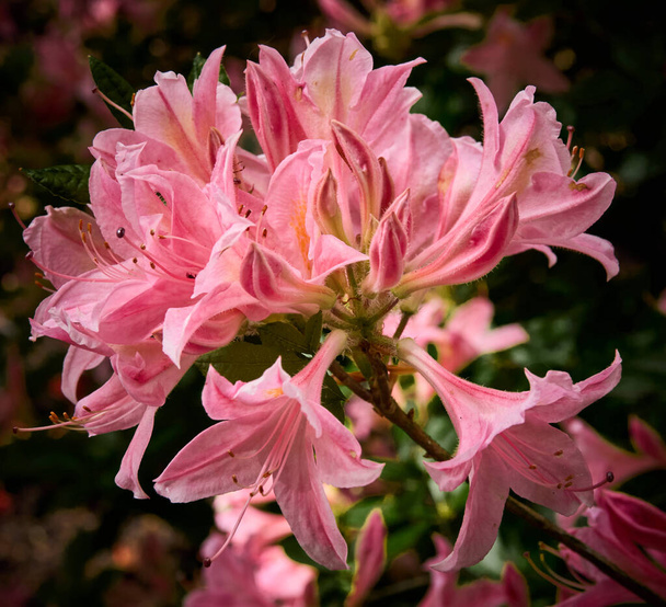 Солодкий рожевий Азалія у повному розквіті навесні. - Фото, зображення