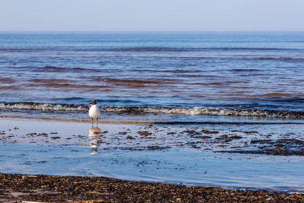 Μαυροκέφαλος γλάρος (Larus ridibundus) κεφάλι γύρισε προς τα αριστερά στέκεται στο νερό στην παραλία. Μικρό λευκό γέλιο γλάρος με αντανάκλαση στέκεται στην παραλία, τη θάλασσα και τα κύματα φόντο.  - Φωτογραφία, εικόνα
