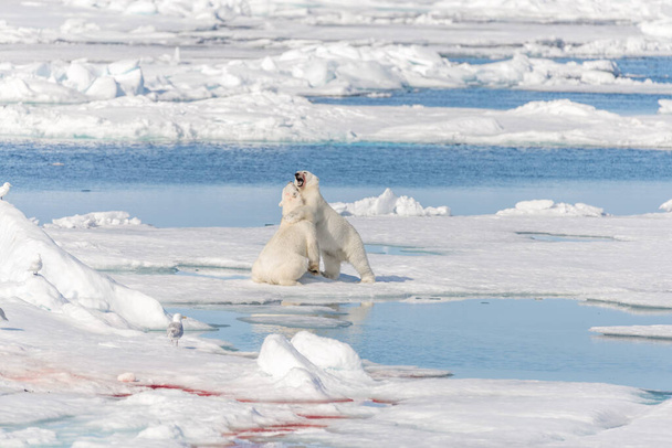 Kuzey Svalbard 'daki buz kütlesi üzerinde oynayan iki genç kutup ayısı yavrusu. - Fotoğraf, Görsel