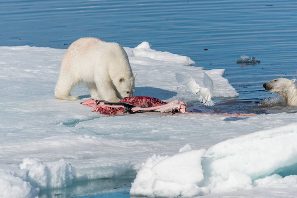 Two wild polar bears eating killed seal on the pack ice north of Spitsbergen Island, Svalbard - Photo, Image