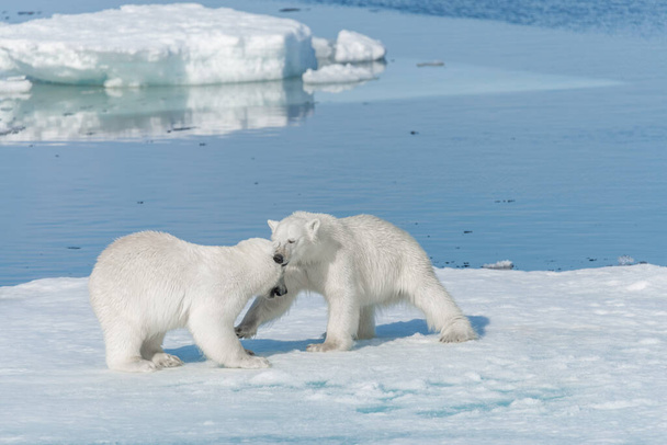 Deux jeunes oursons polaires sauvages jouent sur la banquise en mer Arctique, au nord du Svalbard
 - Photo, image