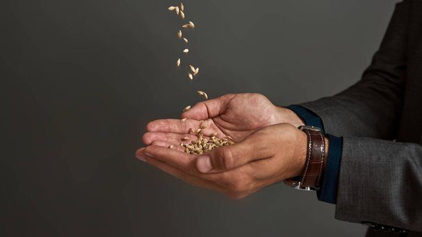 Cropped of wheat or barley grains falling in palms of agricultural entrepreneur. Man wearing suit. Concept of agriculture business. Isolated on grey background. Studio shoot. Copy space - Фото, зображення