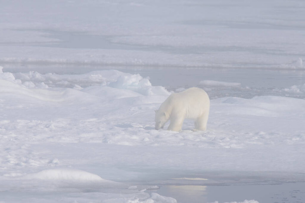 Oso polar (Ursus maritimus) en el paquete de hielo en la niebla
 - Foto, imagen