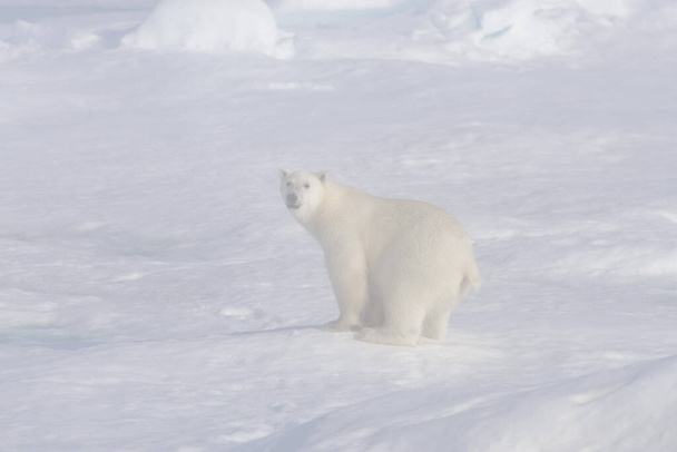 Полярний ведмідь (Урсус марнославний) на пачці льоду в тумані
 - Фото, зображення