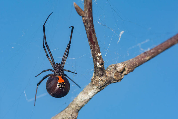 Southern Black Widow Spider - Latrodectus mactans - Photo, Image