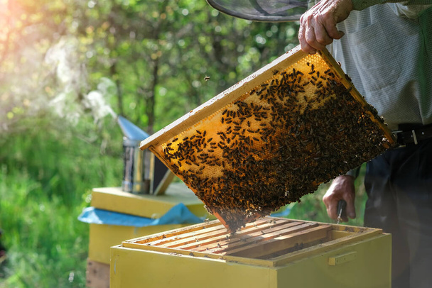 Пчеловод удаляет соты из пчелиного улья. Человек в пчеловодческом костюме забирает мед из улья. Фермер в пчелином костюме работает с сотами на пасеке. Прилежный, как хобби. Органическое земледелие - Фото, изображение