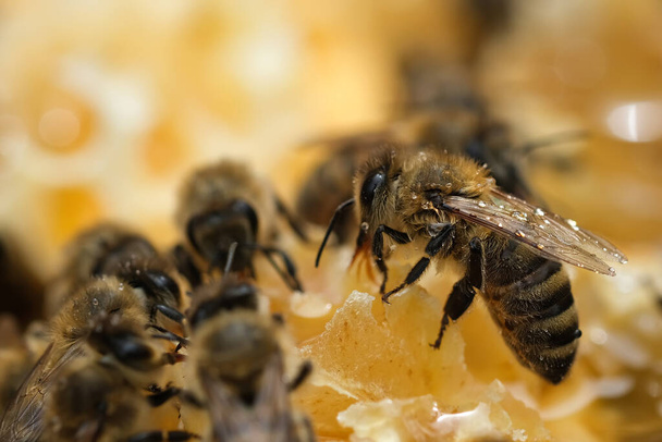 Makró fénykép dolgozó méhekről mézelő fésűkön. Méhészeti és méztermelési arculat - Fotó, kép